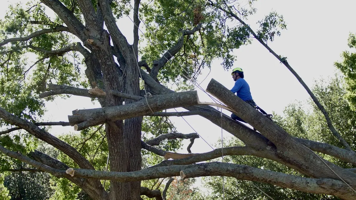 Professional Hazardous Tree Removal performed by certified arborists in Etters