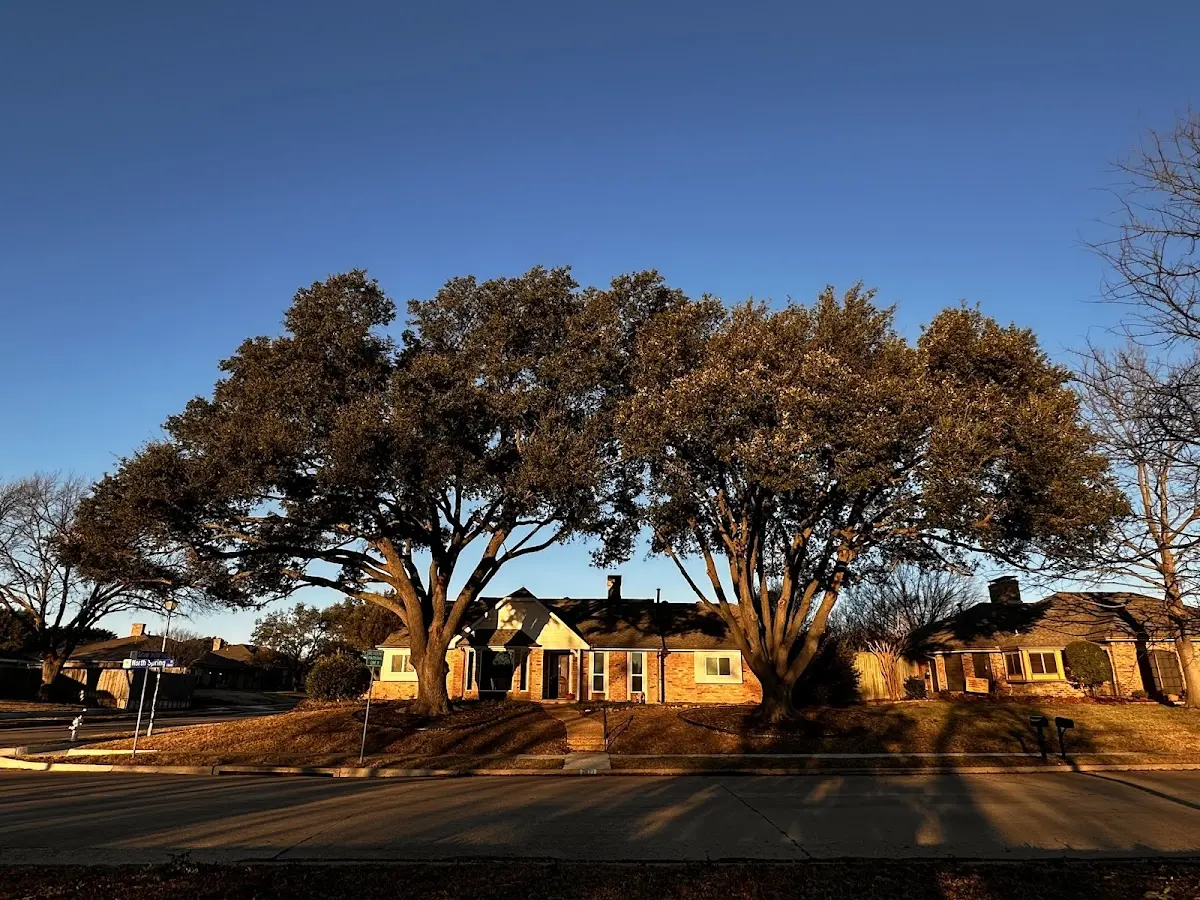 Established residential canopy tree shading a home in Etters